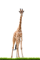 photo-wallpaper-the-long-giraffe