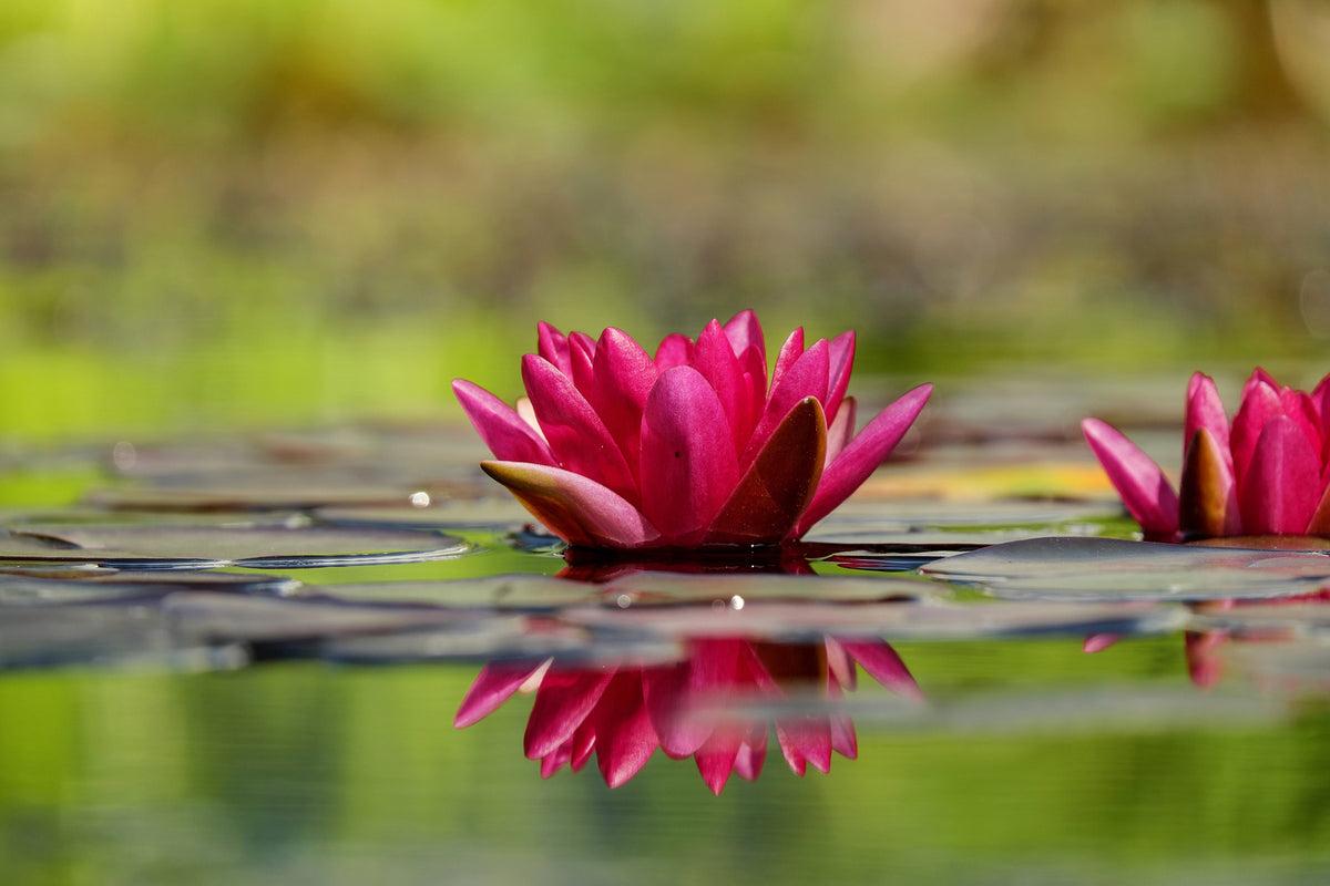 photo-wallpaper-red-water-lily-duo