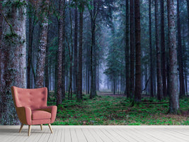 photo-wallpaper-fir-trees-forest