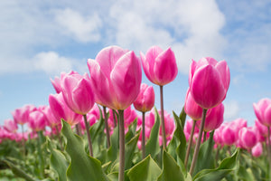 photo-wallpaper-tulip-field-in-pink