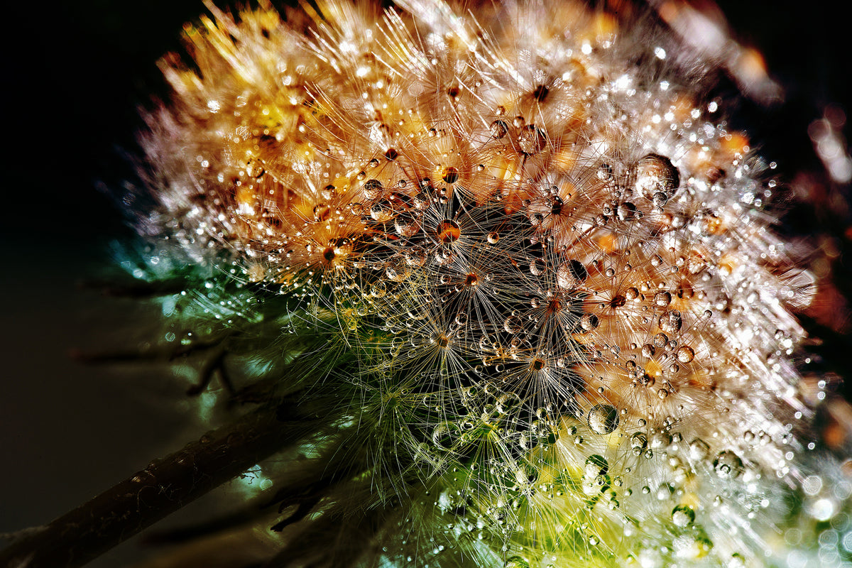 photo-wallpaper-dandelion-in-the-morning-dew