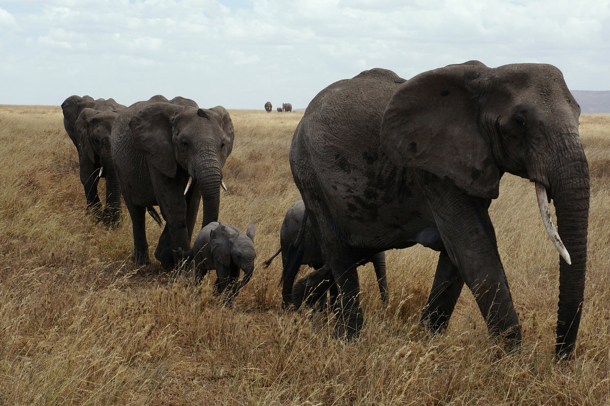 photo-wallpaper-elephant-family