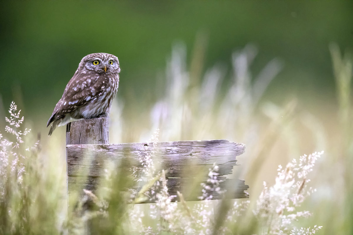 photo-wallpaper-little-owl-x