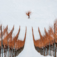 photo-wallpaper-winter-xpm