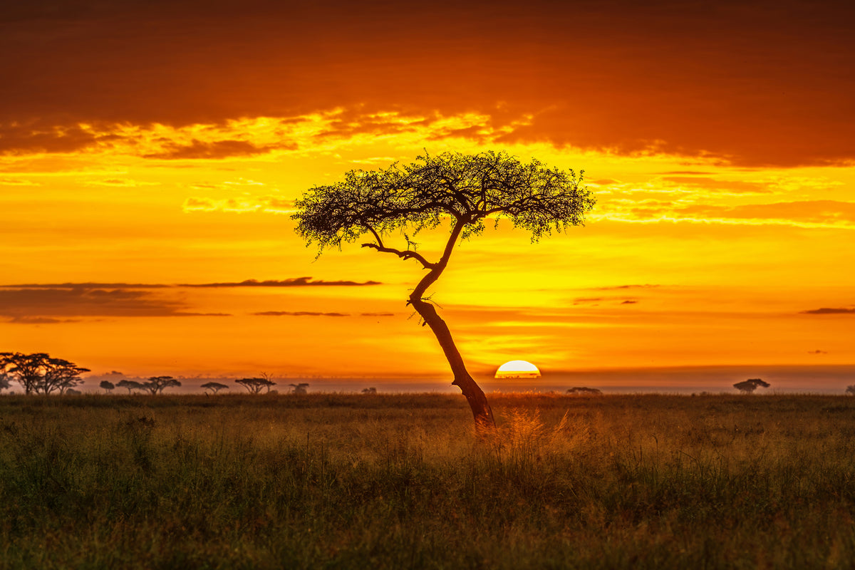 photo-wallpaper-primordial-africa-x