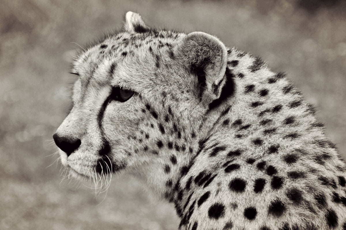 photo-wallpaper-beautiful-cheetah