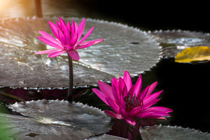 photo-wallpaper-water-lily-in-the-morning-dew