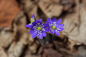 photo-wallpaper-wildflowers