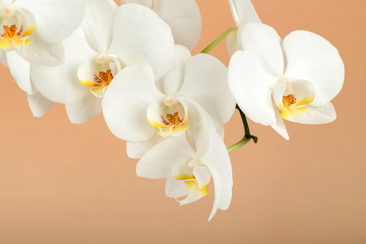 photo-wallpaper-white-orchid-flowers