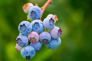 photo-wallpaper-blueberries-in-nature