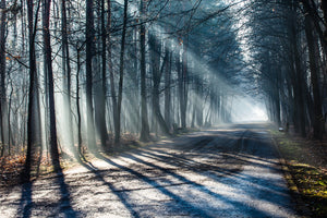 photo-wallpaper-forest-in-the-light-beam