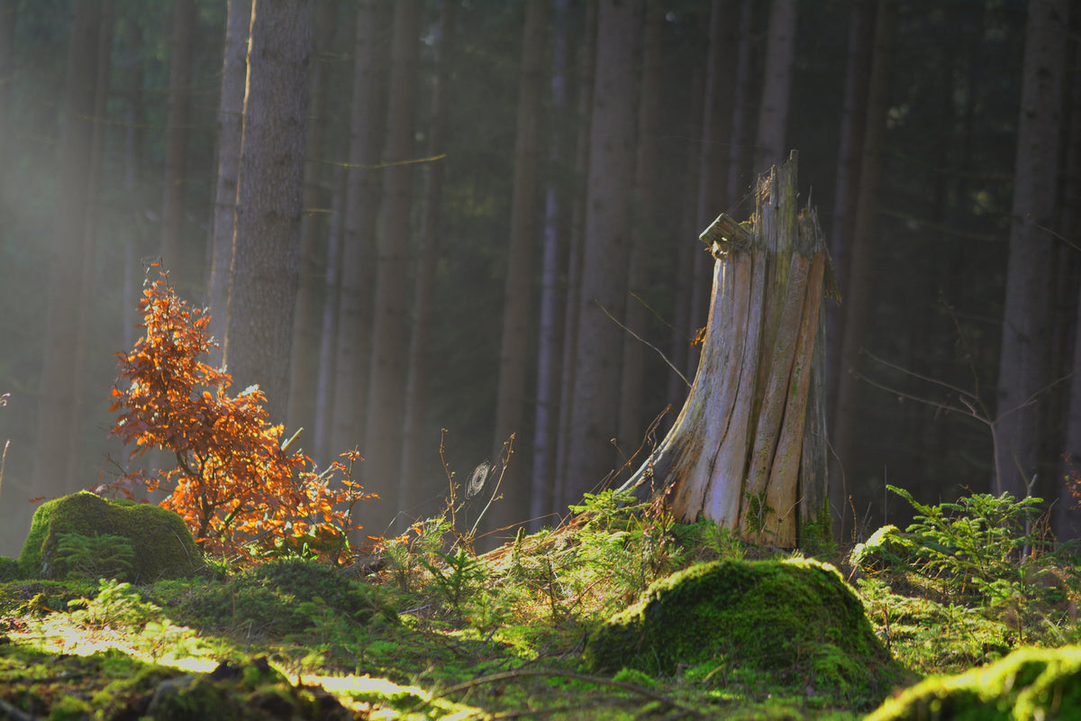 photo-wallpaper-the-magic-in-the-forest