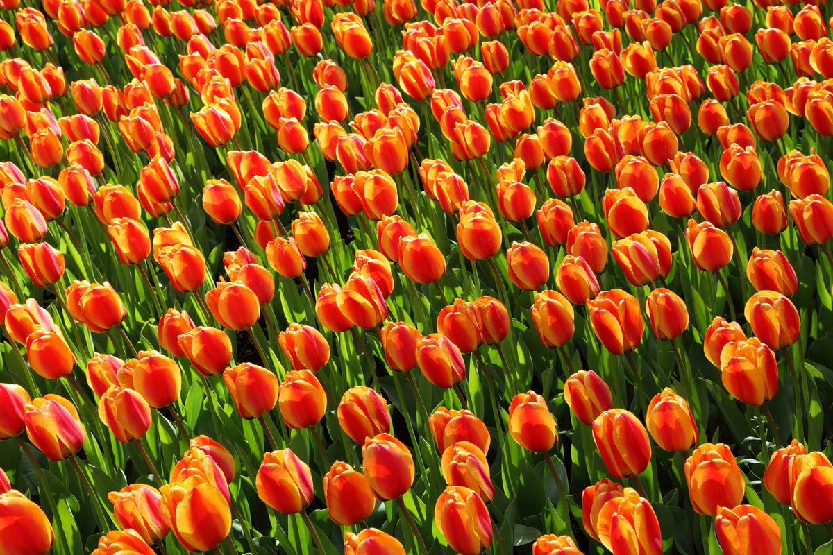 photo-wallpaper-tulip-field-in-orange