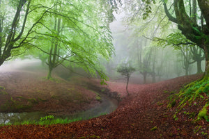 photo-wallpaper-the-forest-maravillador-iii