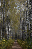 photo-wallpaper-birch-avenue