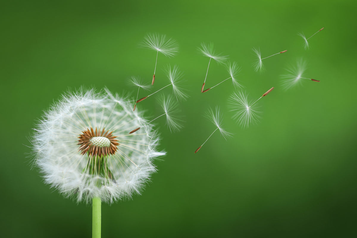 photo-wallpaper-dandelion-blowing-x