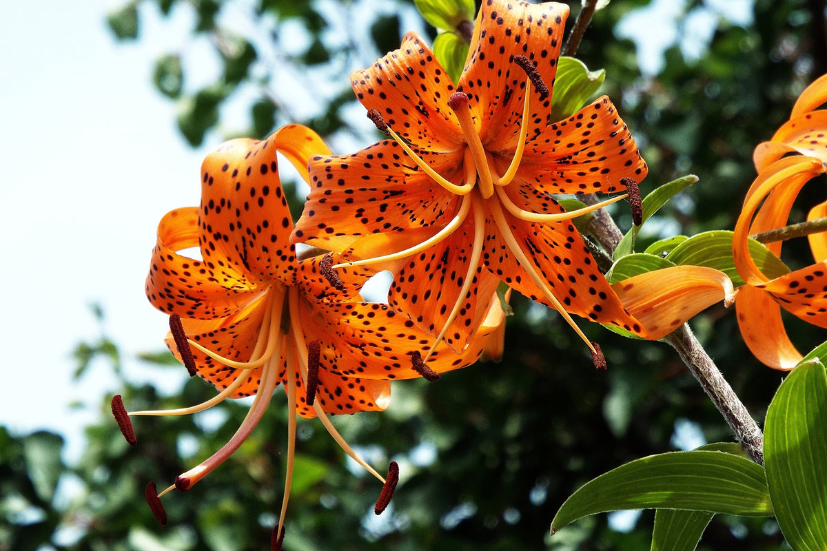 photo-wallpaper-the-wild-tiger-lilies