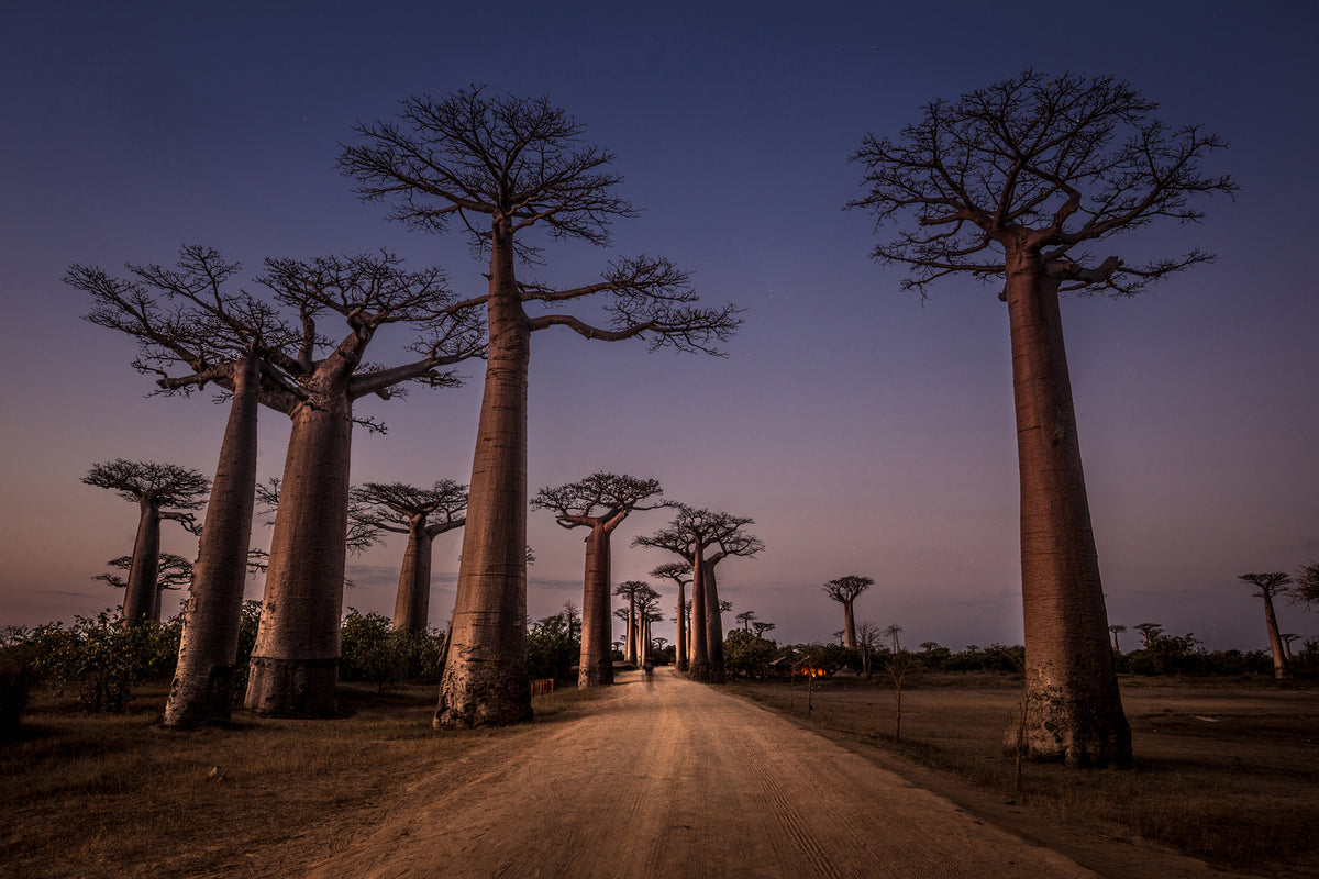 photo-wallpaper-allace-des-baobabs-x