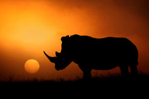 photo-wallpaper-rhino-sunrise