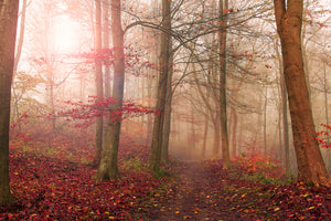 photo-wallpaper-forest-scene-x