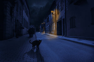 photo-wallpaper-le-chat-noir