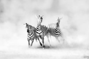 photo-wallpaper-zebras