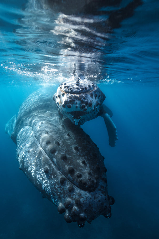 photo-wallpaper-humpback-whale-and-calf