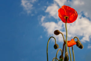 photo-wallpaper-gorgeous-poppy