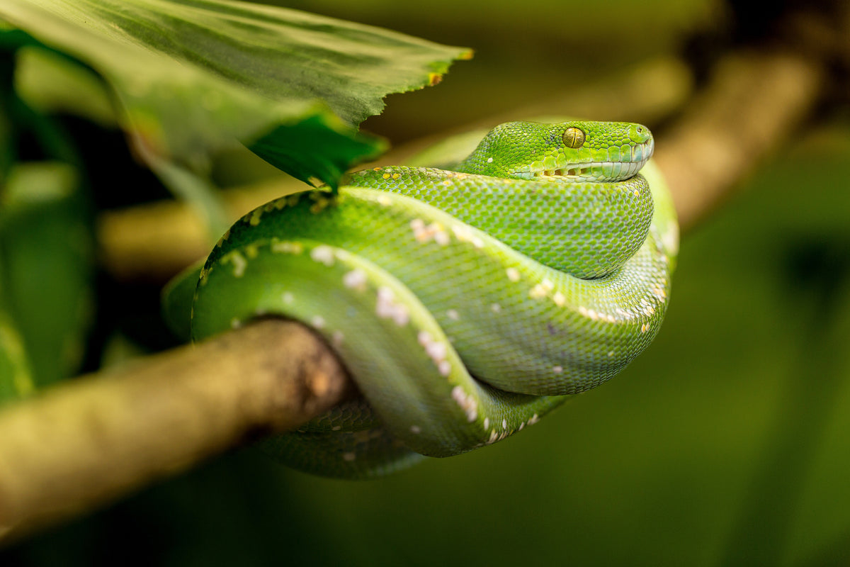 photo-wallpaper-green-snake