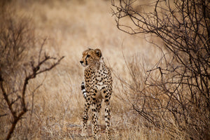 photo-wallpaper-elegant-cheetah