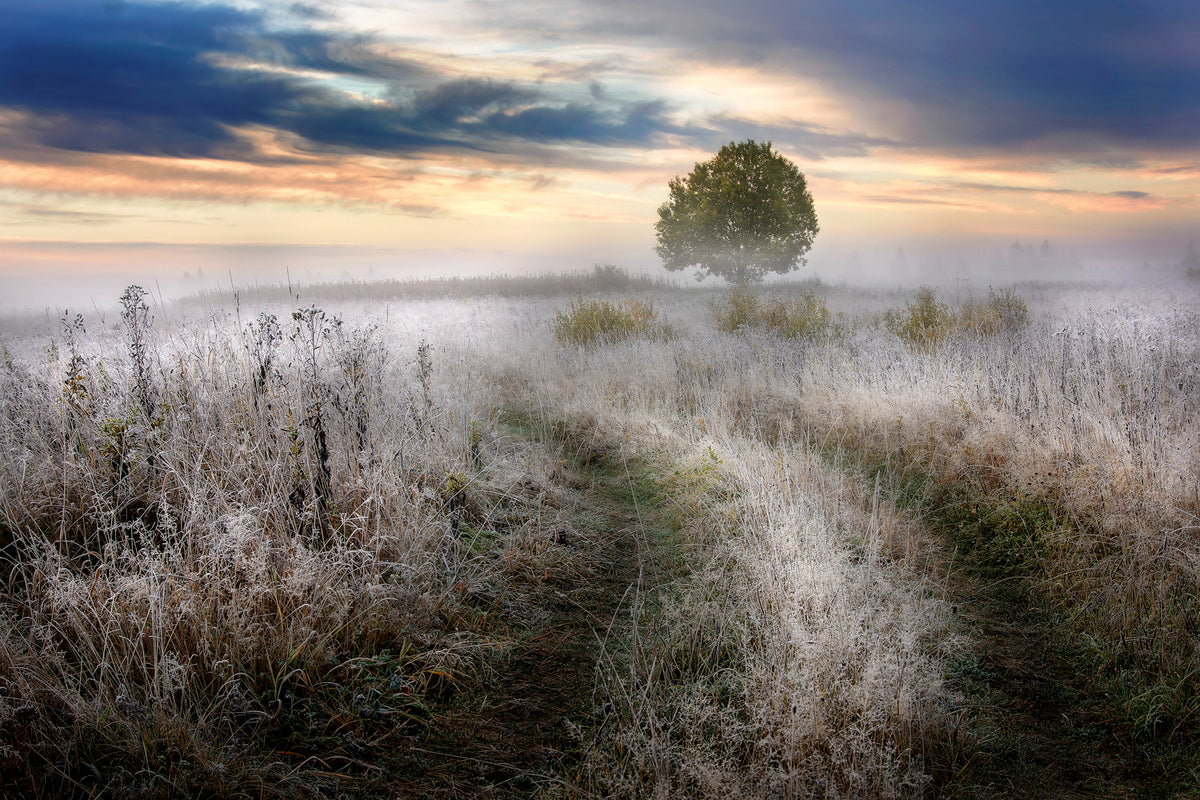 photo-wallpaper-frosty-morning-x