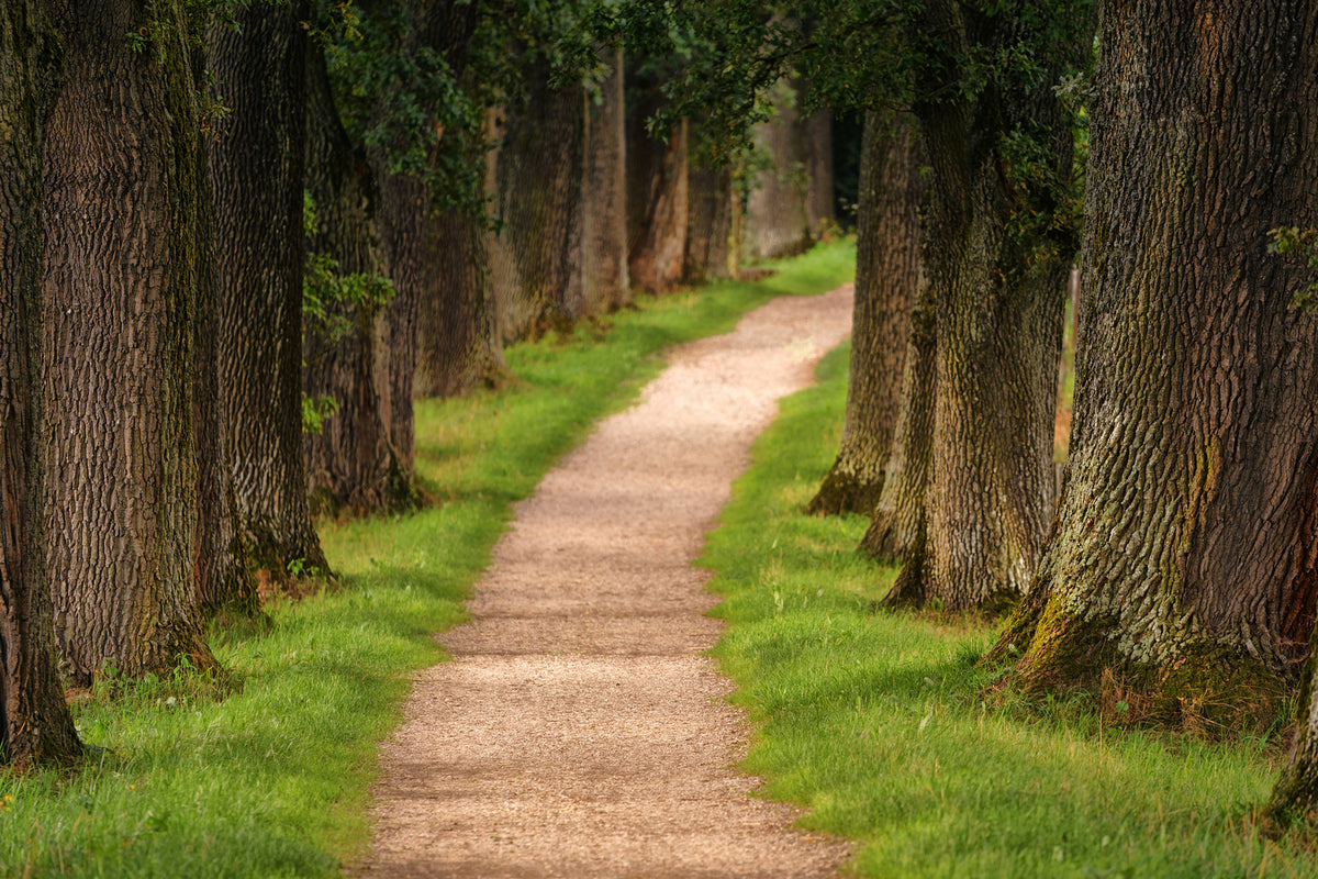 photo-wallpaper-a-path-in-the-forest