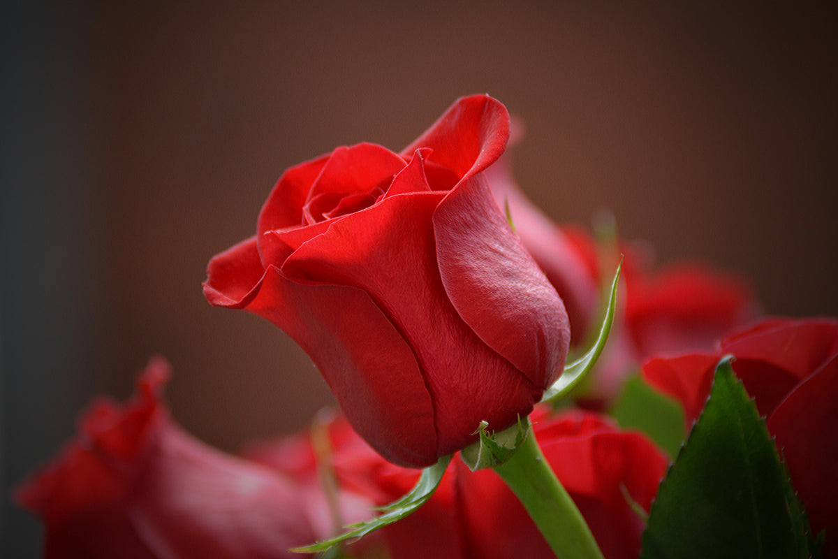 photo-wallpaper-red-rose-in-xl