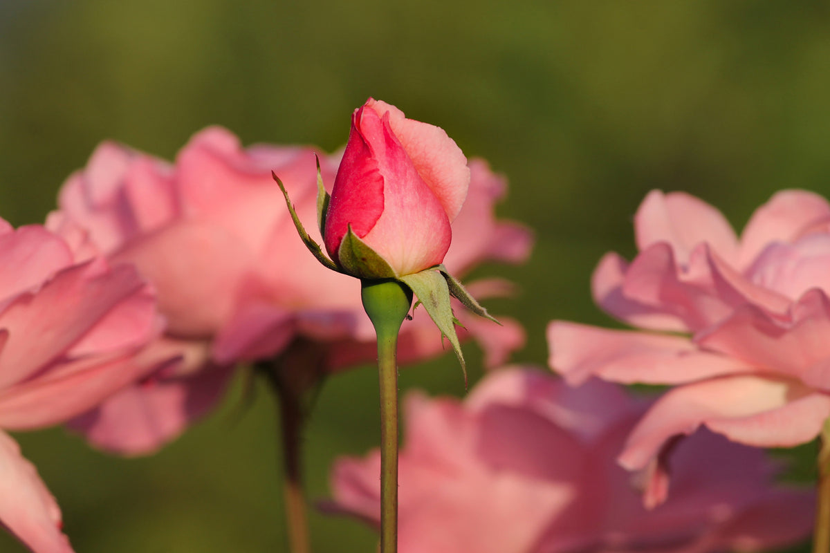 photo-wallpaper-the-rosebud