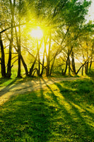 photo-wallpaper-forest-path-in-sunlight