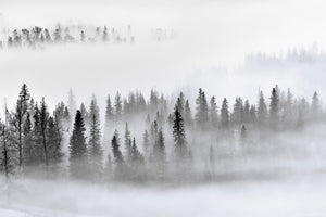 photo-wallpaper-foggy-forest