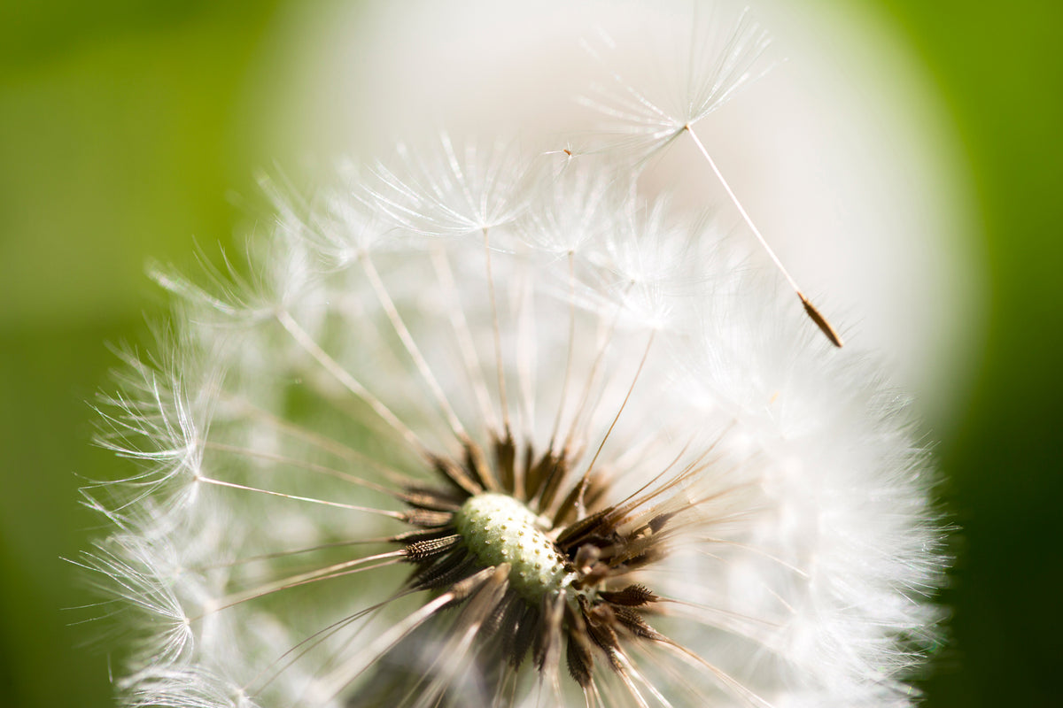 photo-wallpaper-blowball-dandelion