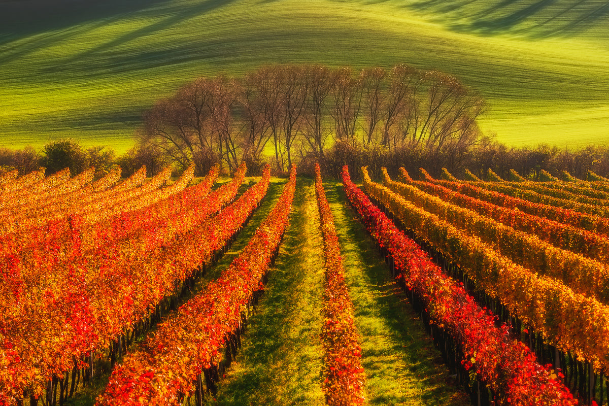 photo-wallpaper-vine-growing