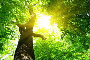 photo-wallpaper-tree