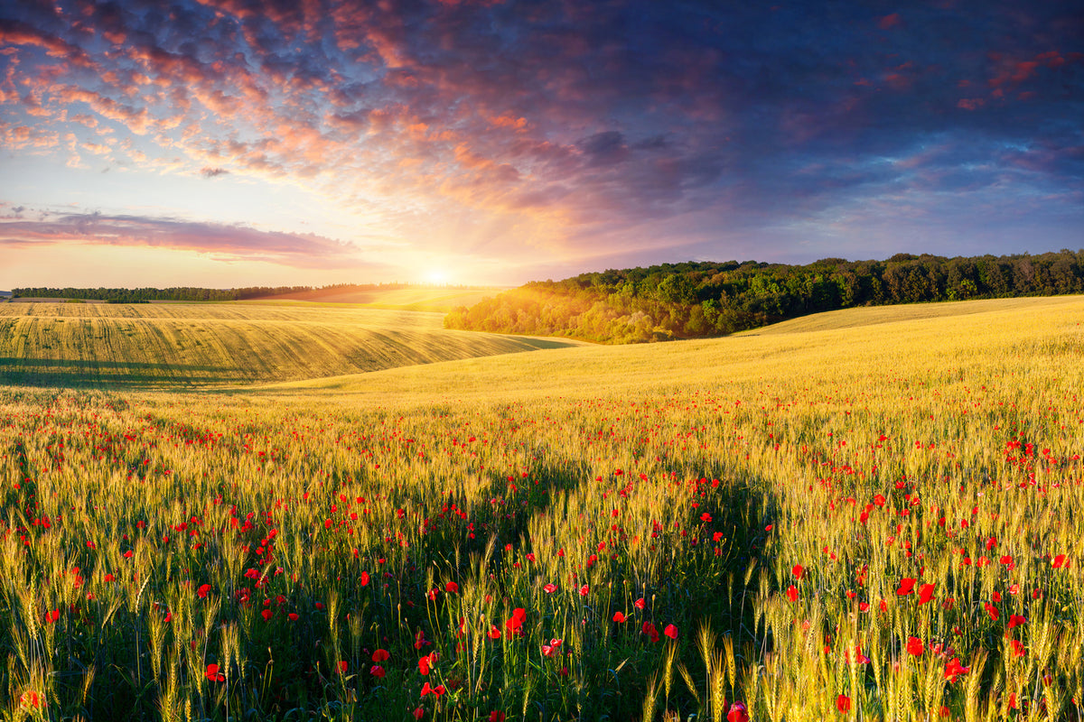 photo-wallpaper-a-flower-field-at-sunrise