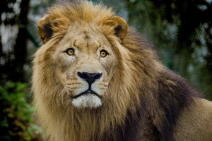 photo-wallpaper-king-of-wildlife