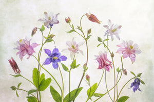 photo-wallpaper-columbine