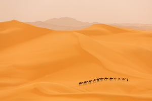 photo-wallpaper-camels-caravan-in-sahara-x