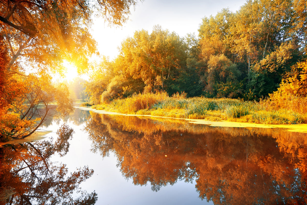 photo-wallpaper-forest-reflection-in-water