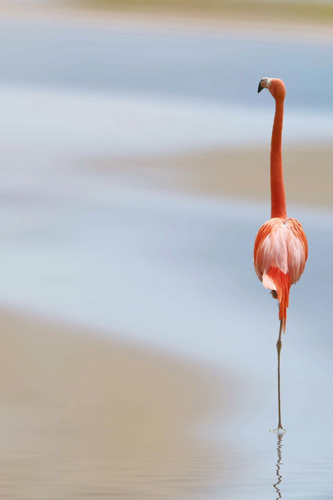 photo-wallpaper-red-flamingo