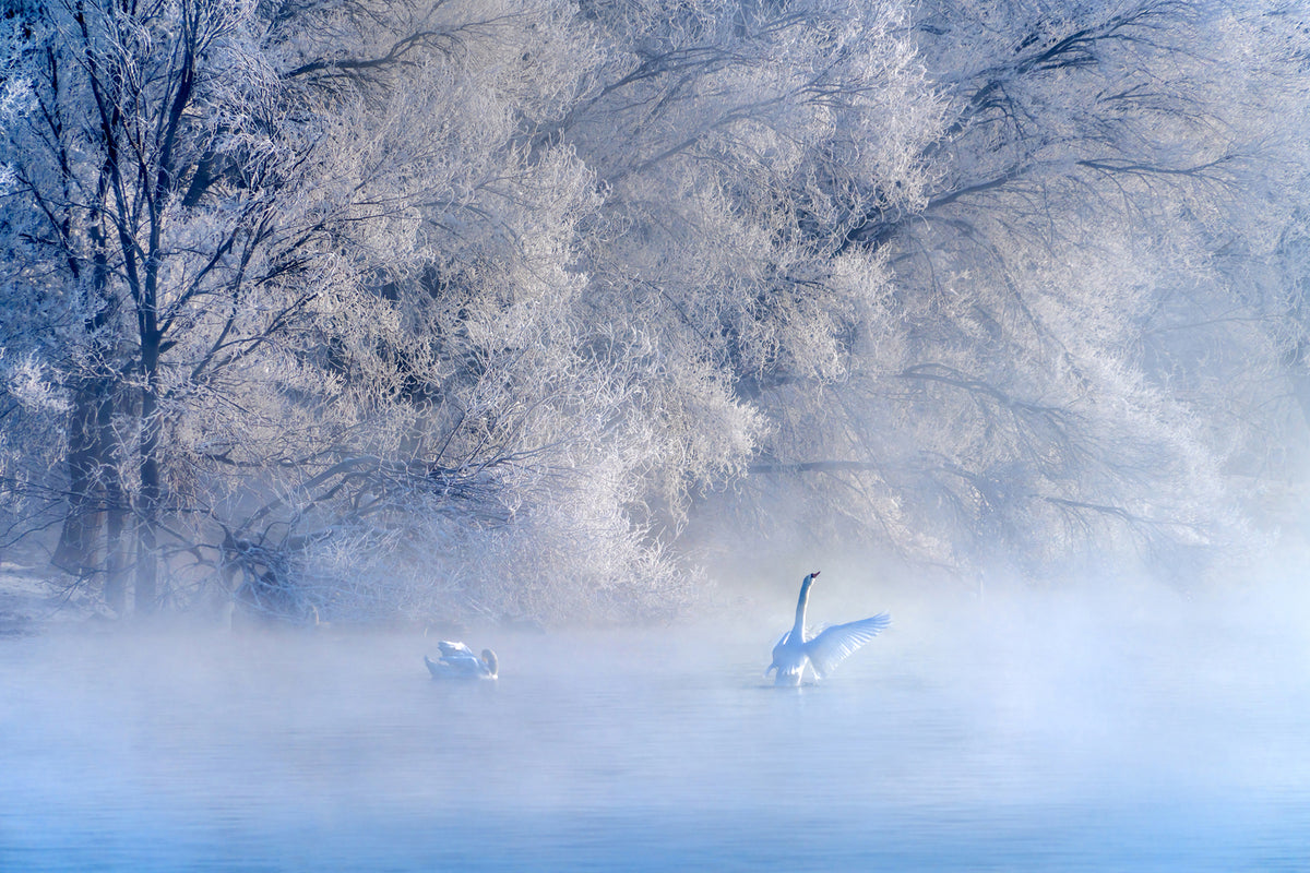 photo-wallpaper-swan-lake-x