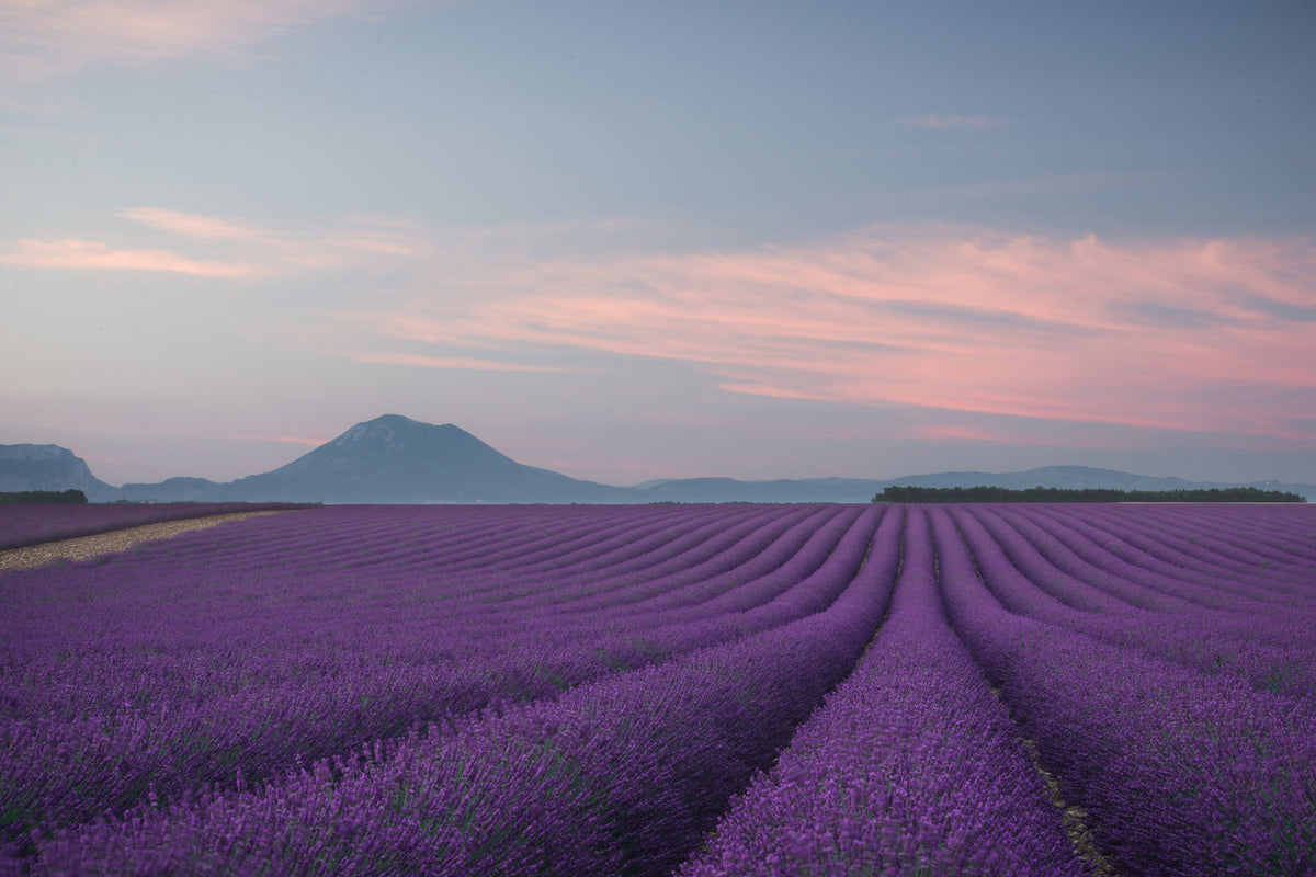 photo-wallpaper-lavender-field