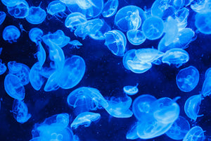 photo-wallpaper-many-jellyfish-in-the-blue-water