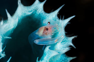 photo-wallpaper-shrimp-in-a-blue-sponge