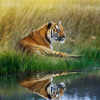 photo-wallpaper-the-tiger